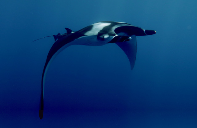 Manta ray in Fuvahmulah