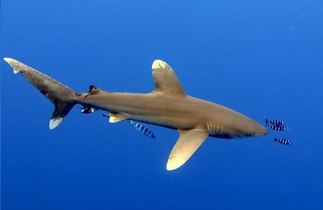 Oceanic whitetip shark