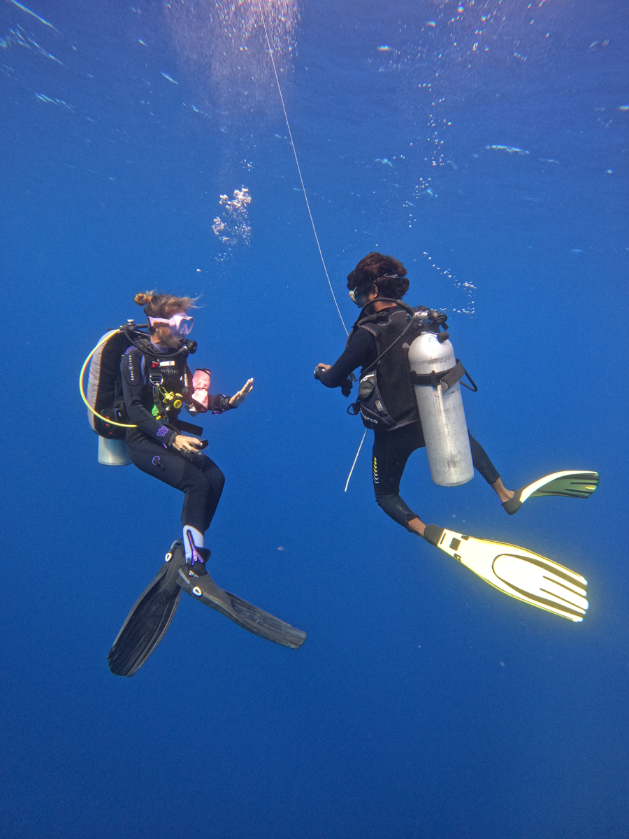 Scuba Shark divers