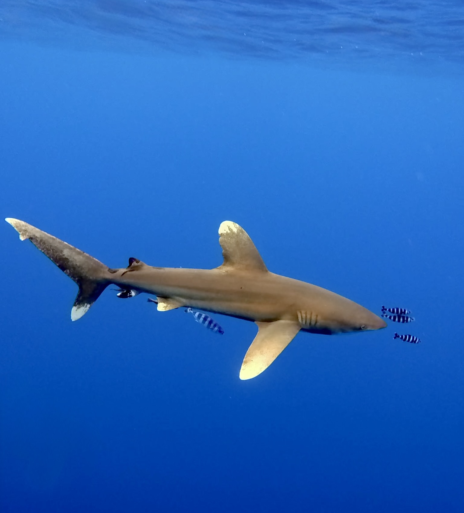 Oceanic Whitetip Experience in Fuvahmulah