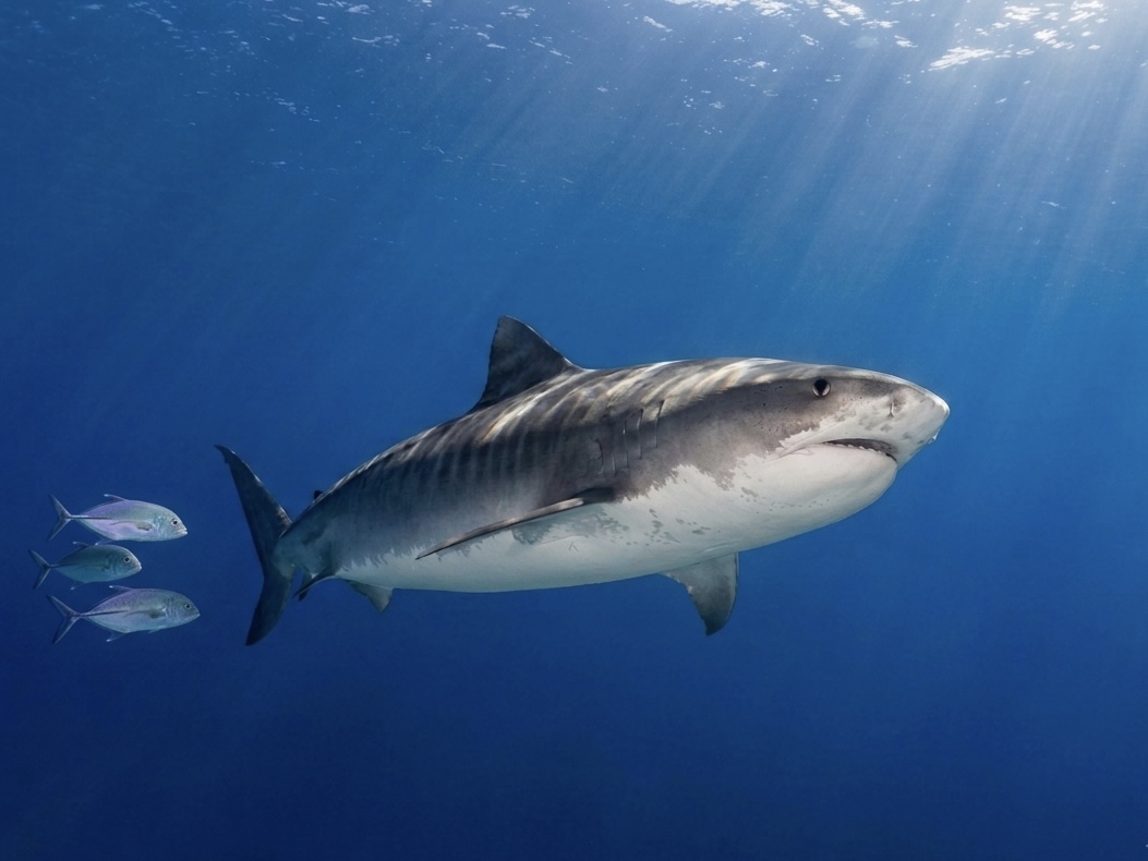 Tiger Sharks: The Icon of Fuvahmulah