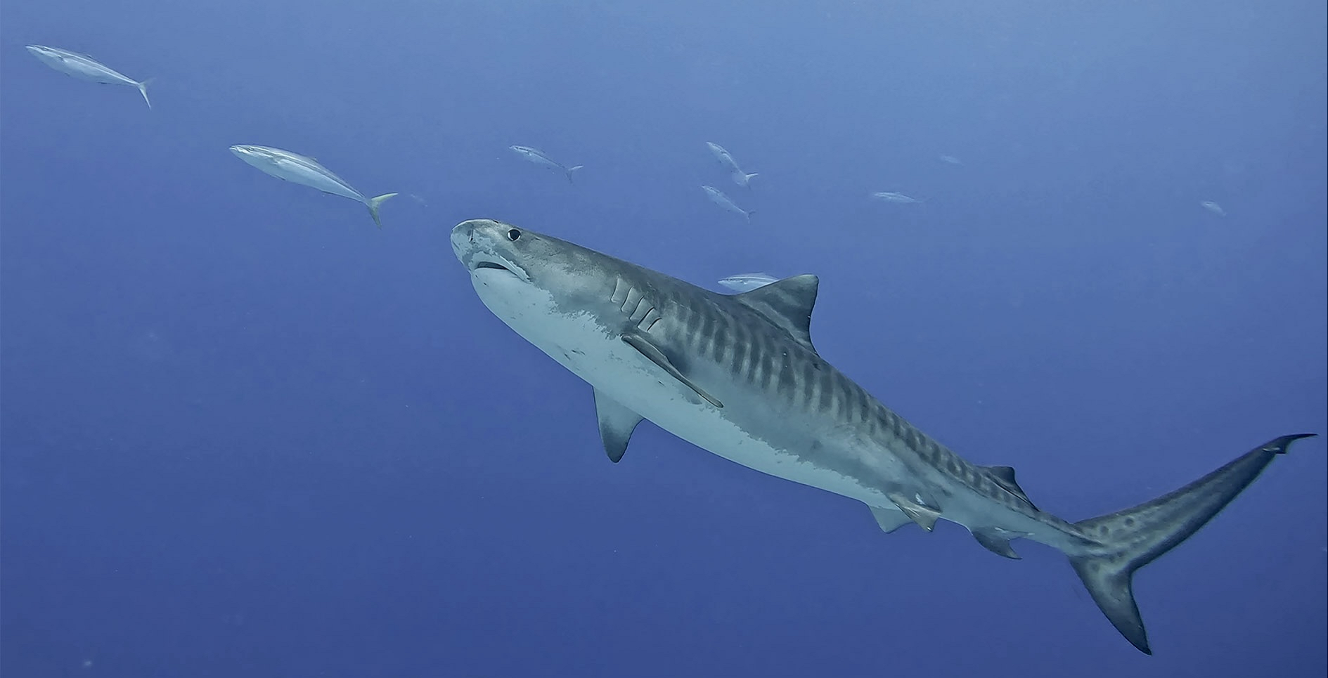 Tiger shark in Fuvahmulah