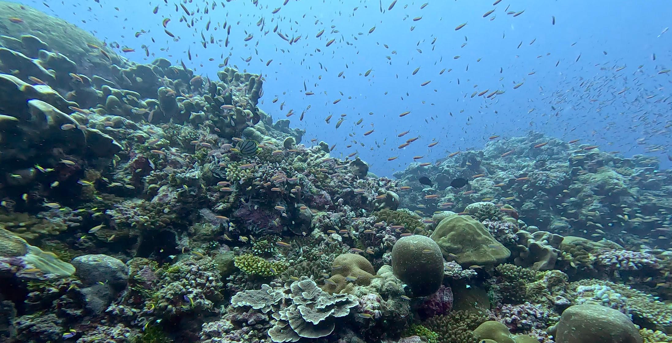 Reef dive in Fuvahmulah