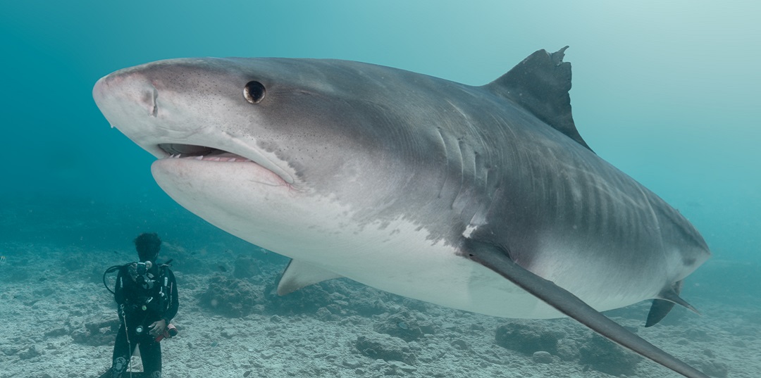 Diver facing a tiger shark